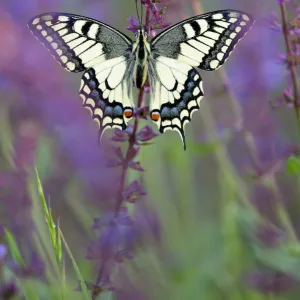 Old World Swallowtail -Papilio machaon-, between meadow sage, Pleven region, Bulgaria