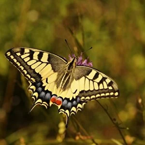 Old world swallowtail (Papilio machaon)