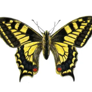 Old World Swallowtail Butterfly Print