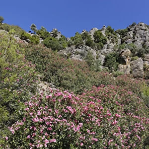 Oleander -Nerium oleander-, Taurus Mountains, Koepruelue Canyon National Park, Antalya Province, Turkey