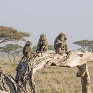 Olive baboon (Papio anubis) family, Serengeti, Tanzania