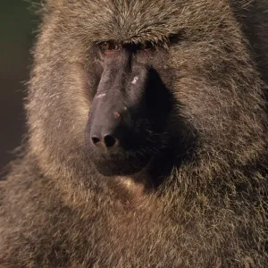 Olive baboon (Papio anubis), Masai Mara National Reserve, Kenya Olive baboon (Papio anubis), Masai Mara National Reserve, Kenya