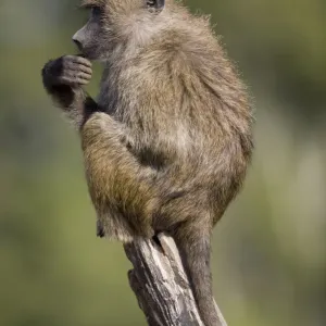 Olive Baboon Print: Close-up Resting on Tree Branch