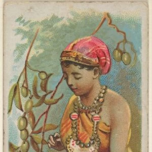 Olive Trade Card 1891