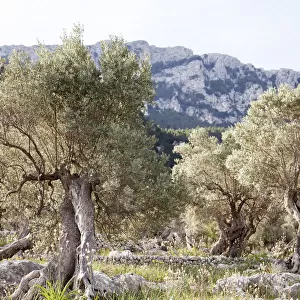 Olive trees in Serra de Tramuntana