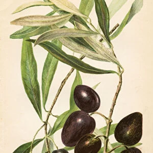 Olives illustration 1892