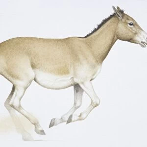 An Onager or Wild Ass, Equus hemionusa, light brown donkey like animal