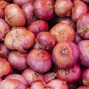 Onions -Allium cepa-