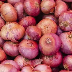 Onions -Allium cepa- Onions -Allium cepa-
