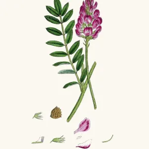 Onobrychis or sainfoins plant 19th century illustration Onobrychis or sainfoins plant 19th century illustration