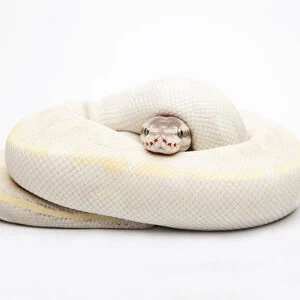 Opal Diamond Ball Python or Royal Python -Python regius-, male