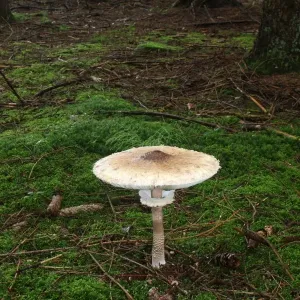 Opened Parasol Mushroom Print, Allgaeu Region, Bavaria Opened Parasol Mushroom Print, Allgaeu Region, Bavaria