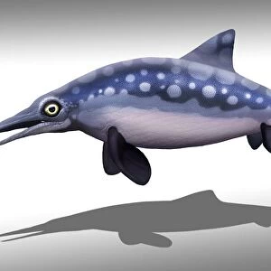 Ophthalmosaurus marine reptile, illustration