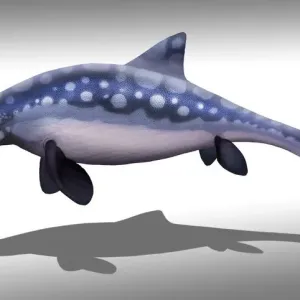 Ophthalmosaurus marine reptile, illustration Ophthalmosaurus marine reptile, illustration