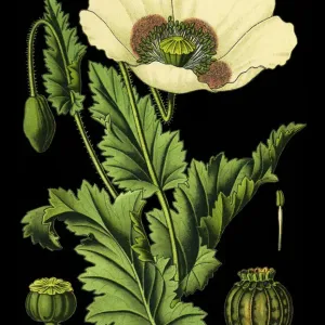 opium poppy opium poppy
