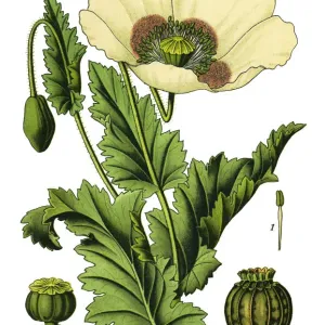 opium poppy opium poppy