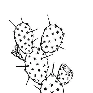 Opuntia ficus-indica (Indian fig opuntia, Barbary fig, cactus pear, spineless cactus, prickly pear)