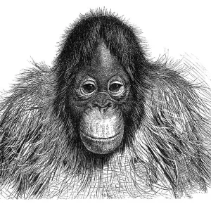 Orang-Utan illustration 1896 Orang-Utan illustration 1896