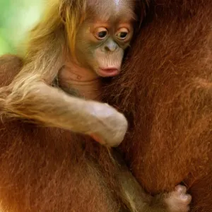 Orang Utan Infant (Pongo Pygmaeus) Held By Mother, Close-up Orang Utan Infant (Pongo Pygmaeus) Held By Mother, Close-up