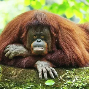 Orang Utan Kalimantan looking at camera Orang Utan Kalimantan looking at camera