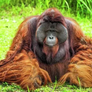 Orangutan Kalimantan Print