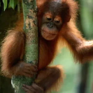 Orangutan Print on Tree Branch, Gunung Leuser National Park