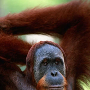 Orang utan (Pongo pygmaeus) close up, Gunung leuser N. P, Indonesia