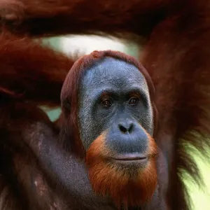 Orang utan (Pongo pygmaeus) close up, Gunung leuser N. P, Indonesia Orang utan (Pongo pygmaeus) close up, Gunung leuser N. P, Indonesia