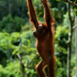 Orang utan (Pongo pygmaeus) hanging from branch, Gunung Leuser N. P, Indonesia Orang utan (Pongo pygmaeus) hanging from branch, Gunung Leuser N. P, Indonesia
