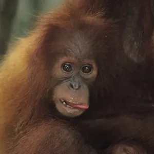 Orang-utan (Pongo pygmaeus) holding young, Gunung Leuser National Park, Indonesia Orang-utan (Pongo pygmaeus) holding young, Gunung Leuser National Park, Indonesia