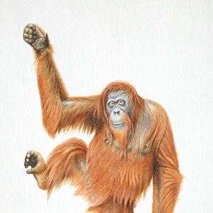 Orang-utan, Pongo pygmaeus raising one leg and one arm, front view