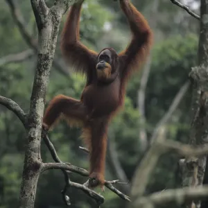 Orang-utan (Pongo pygmaeus) standing on tree, Gunung Leuser National Park, Indonesia Orang-utan (Pongo pygmaeus) standing on tree, Gunung Leuser National Park, Indonesia