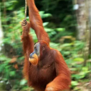Orang Utan (Pongon Pygmaeus) Orang Utan (Pongon Pygmaeus)
