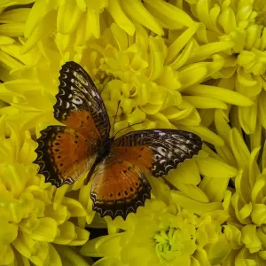 Orange butterfly Orange butterfly