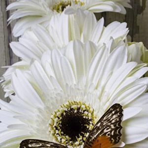 Orange Butterfly On White Daisy
