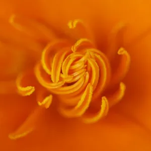 Poppy Poppy