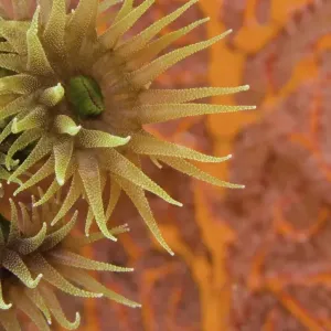 Orange Cup Coral (Tubastraea sp. ) Orange Cup Coral (Tubastraea sp. )