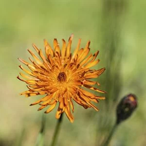 Orange Hawkweed -Hieracium aurantiacum-, flower