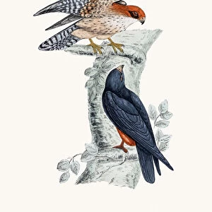 Orange-legged Hobby bird