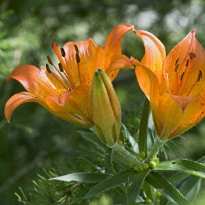 Orange Lily or Fire Lily (Lilium bulbiferum)