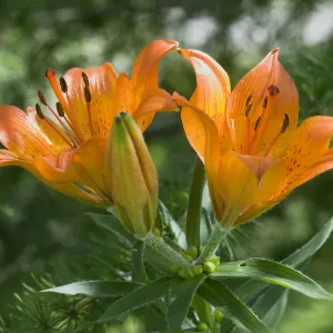 Orange Lily Print, Lilium bulbiferum