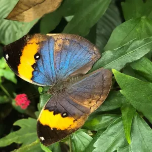 orange oakleaf butterfly orange oakleaf butterfly