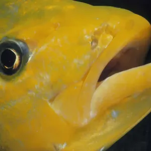 Orange Trevally Orange Trevally