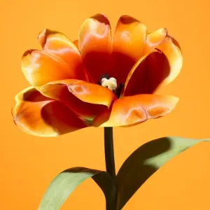 Orange Tulip Print Orange Tulip Print