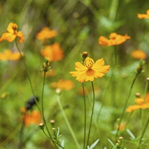 Orange wildflowers, Garden Cosmos or Mexican Asters -Cosmos bipinnatus-, flower meadow, India