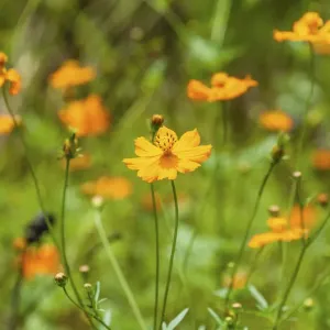 Orange wildflowers, Garden Cosmos or Mexican Asters -Cosmos bipinnatus-, flower meadow, India Orange wildflowers, Garden Cosmos or Mexican Asters -Cosmos bipinnatus-, flower meadow, India