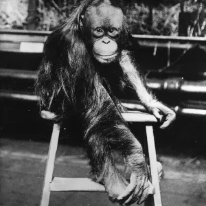Orangutan Print circa 1905