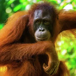 Orangutan Orangutan