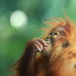 Orangutan Orangutan