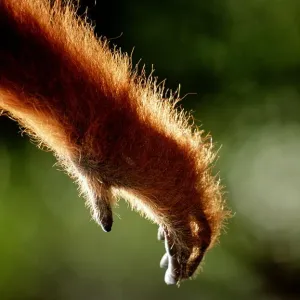 Orangutan Arm Print